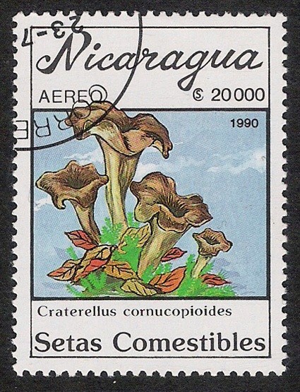 SETAS-HONGOS: 1.201.015,00-Craterellus cornucopioides