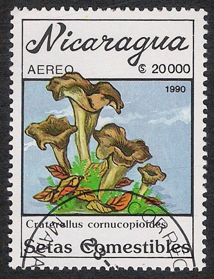 SETAS-HONGOS: 1.201.015,01-Craterellus cornucopioides -Dm.990.32-Y&T.A1318-Mch.3005