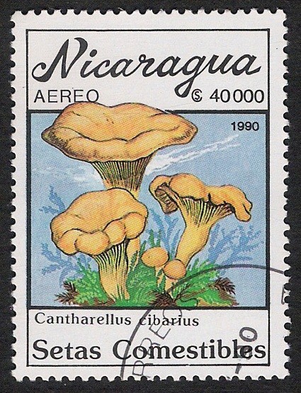 SETAS-HONGOS: 1.201.016,00-Cantharellus cibarius