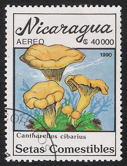 SETAS-HONGOS: 1.201.016,01-Cantharellus cibarius -Dm.990.33-Y&T.A1319-Mch.3006