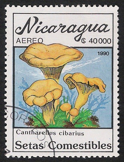 SETAS-HONGOS: 1.201.016,01-Cantharellus cibarius -Dm.990.33-Y&T.A1319-Mch.3006