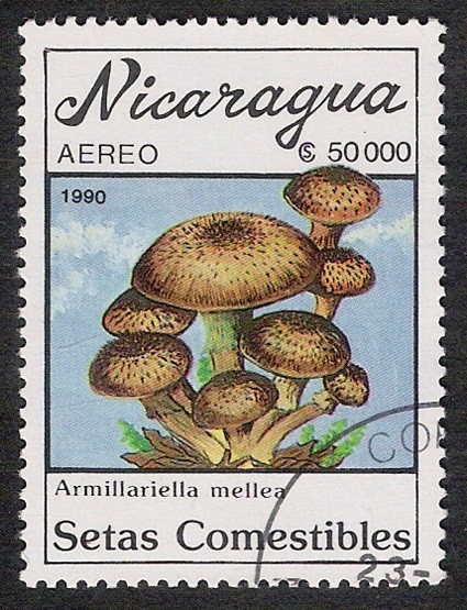 SETAS-HONGOS: 1.201.017,00-Armillariella mallea