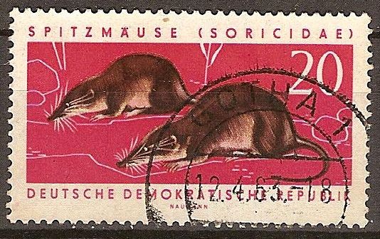 Utiles animales protegidos-las musarañas (Soricidae)DDR