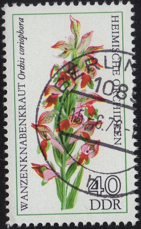 Wanzenknabenkraut.- Orchis Coriophora