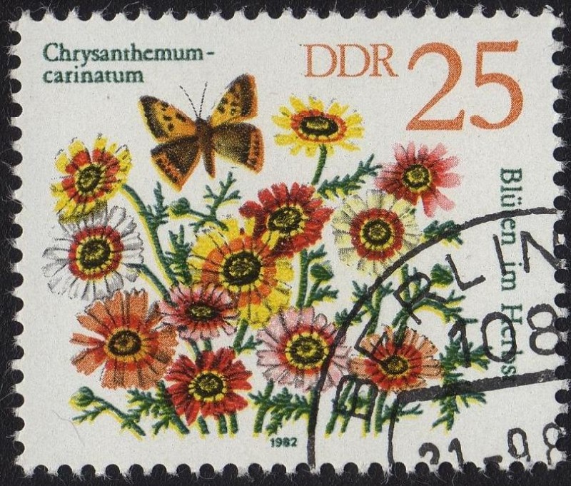 BLÜIEN IM HERBS    Chrysanthemum Carinatum