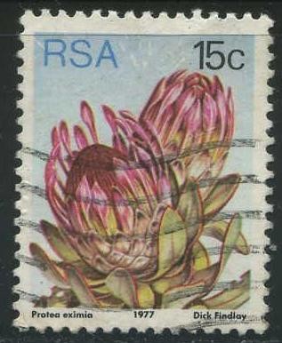 S485 - Protea eximia