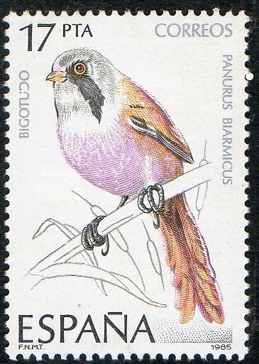 2823- PÁJAROS. BIGOTUDO.