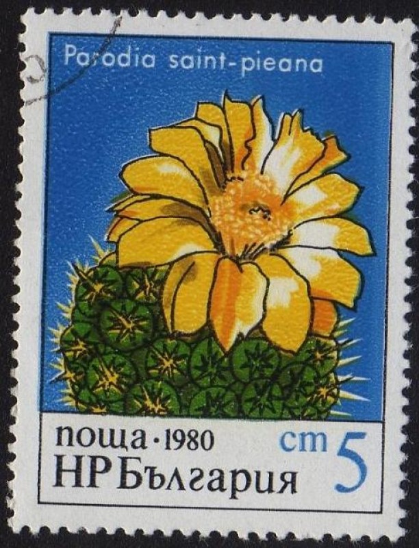 Pasodia Saint - Pieana