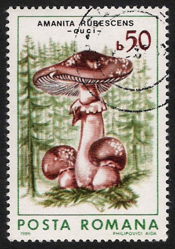 SETAS-HONGOS: 1.213.021,00-Amanita rubescens