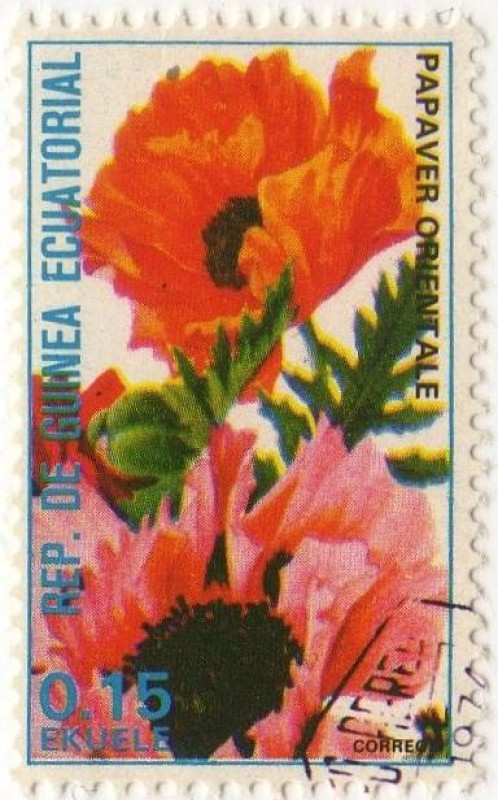 PAPAVER ORIENTALE