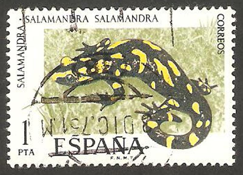 2272 - una salamandra