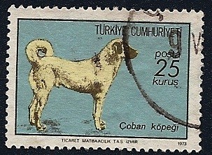 Coban Köpegi - Perro pastor de Anatolia