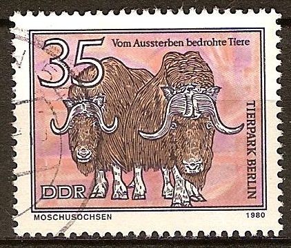 Animales en peligro de extinción- Bueyes almizcleros,zoológico de Berlín(DDR)