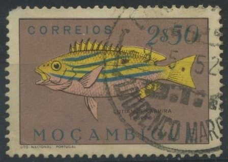 S342 - Pargo