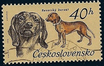perros de raza - Bavorsky farbiar