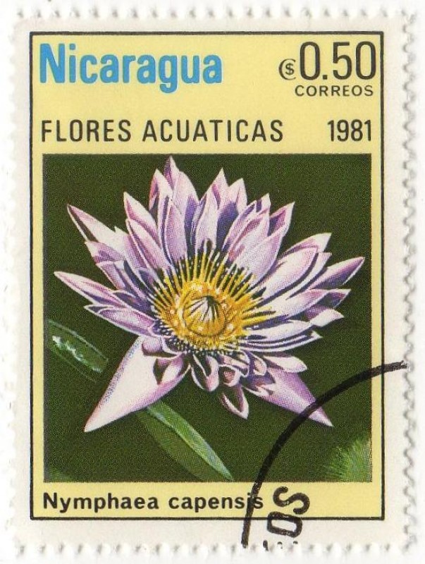 FLORES ACUATICAS.- Nymphaea Capensis