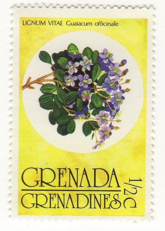 LIGNUM VITAE  Guaiacum Officinale