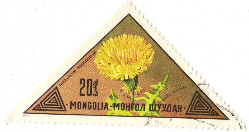 TARAXACUM MONGOLICUM