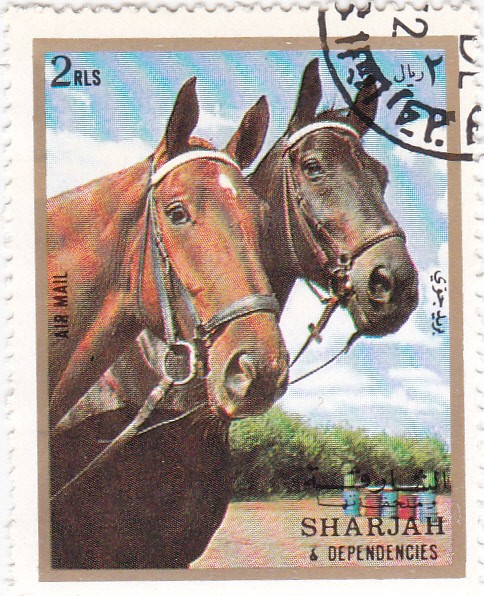 Sharja-caballo