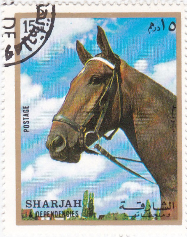 Sharja-caballo