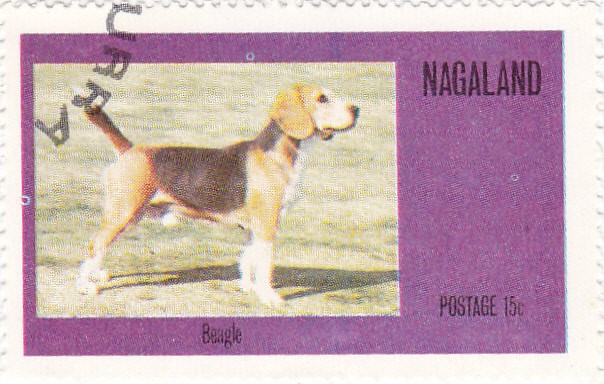 perros-Beagle