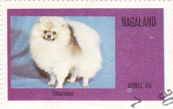 perros-Pomeranian