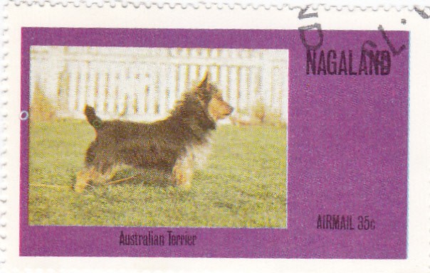 perros-Australian Terrier