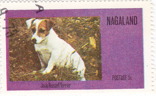 perros-Jack Rusell Terrier