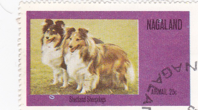 perros-Shetland Sheepdogs