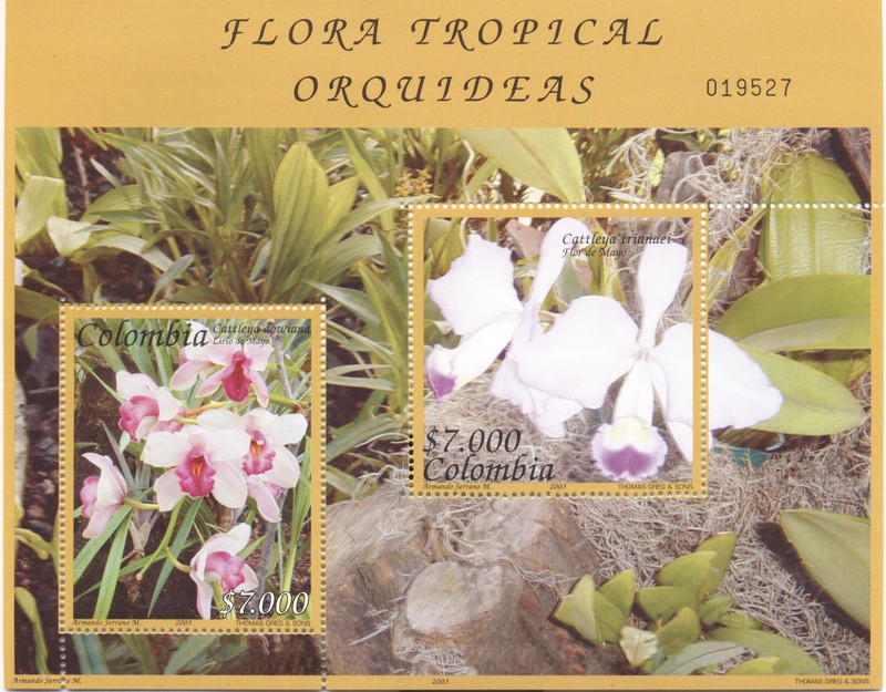 Flora tropical, Orquideas