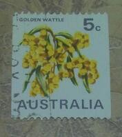 Golden wattle flor