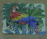 Scarlet macaw