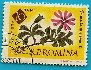 Primula Minima - centenario del jardín botánico de Bucarest