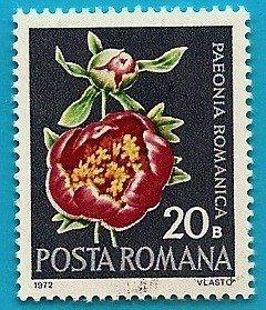 Paeonia Romanica - Peonia