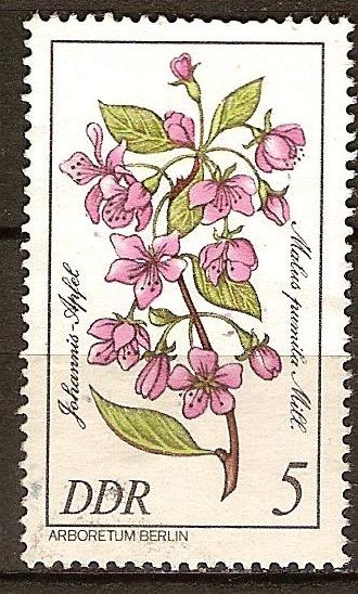 Manzana de San juan-Malus pumila Mill (Arboretum de Berlín)DDR