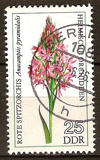 Orquídeas nativas.-Rojo - Spitzorchis piramidal Anacamptis(DDR)