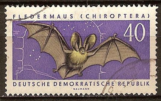 Los murciélagos (quirópteros).