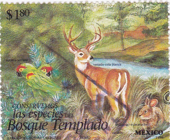 Bosque templado