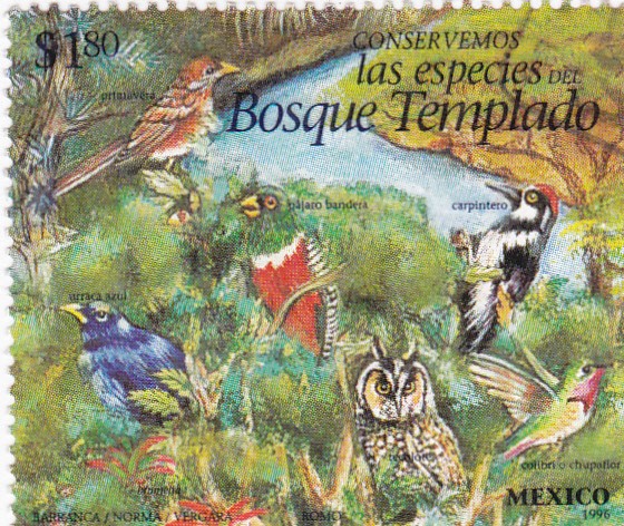 Bosque templado