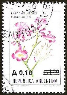 FLORES - PALACHO NEGRO