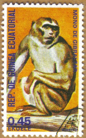 Mono de Gibraltar