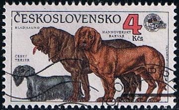 2857 - Exposición canina en Brno, un terrier checoslovaco