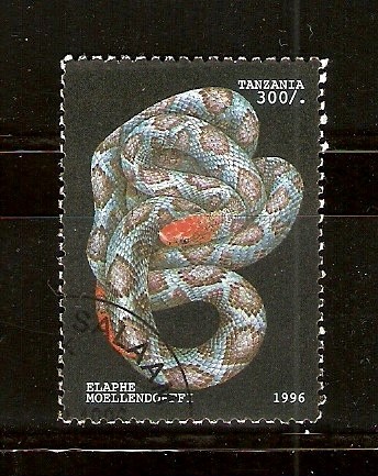 ELAPHE   MOELLENDORFFI