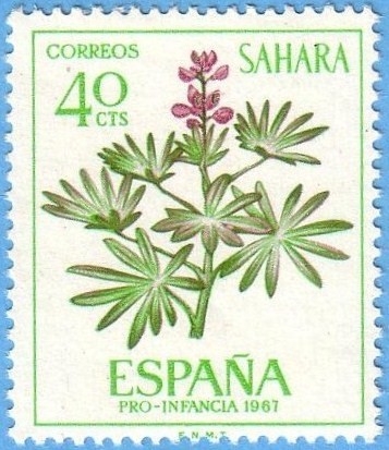 Sahara Pro-Infancia