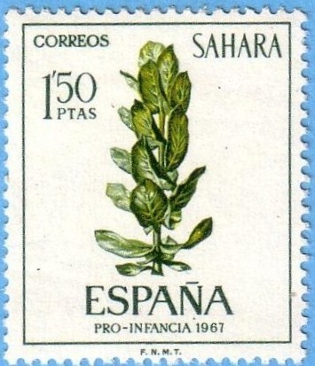 Sahara Pro-Infancia