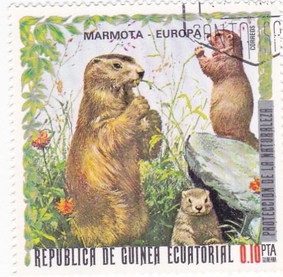 PROTECCION DE LA NATURALEZA -Marmota-Europa