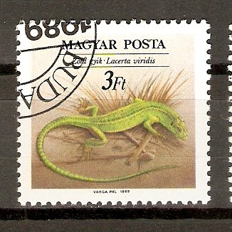 LACERTA   VIRIDIS