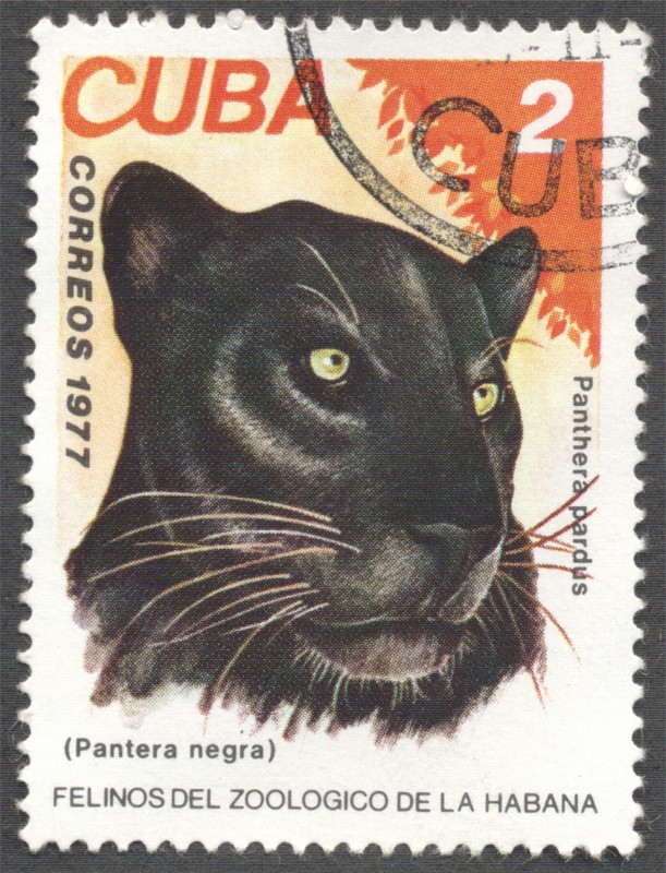 Felinos del Zoologico de la Habana