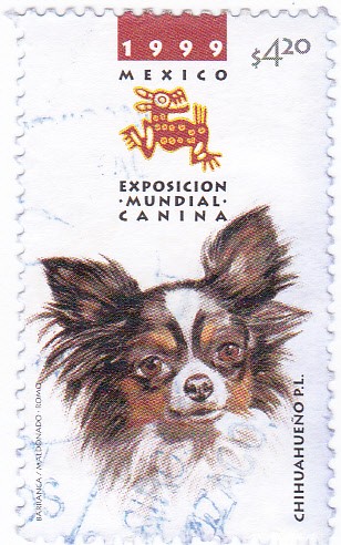 Exposicion mundial canina-chihuahueño