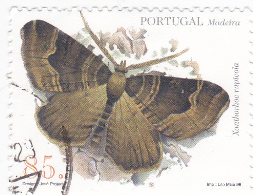 Madeira-mariposa